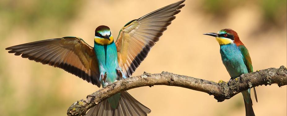 rwanda birding safaris