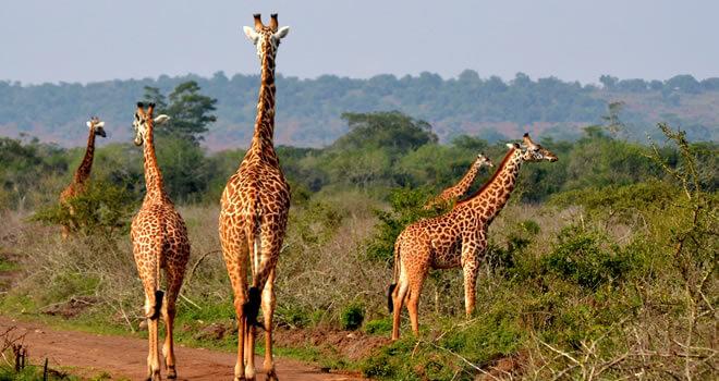 7 Days Wildlife Safari Rwanda