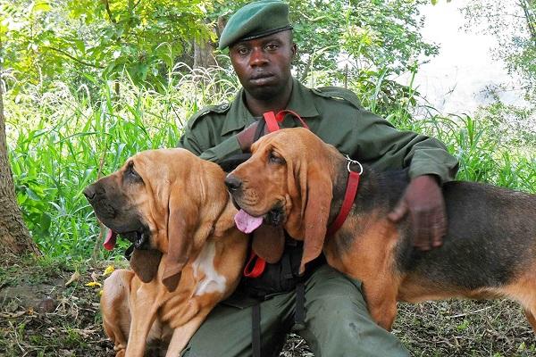 blood Congo Car Hire