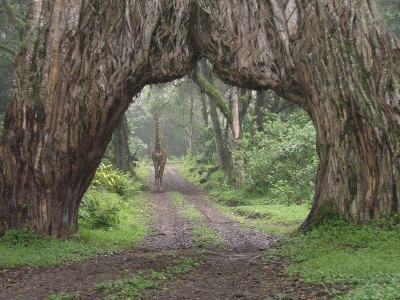 arusha-park