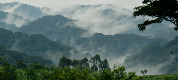Bwindi Impenetrable Forest