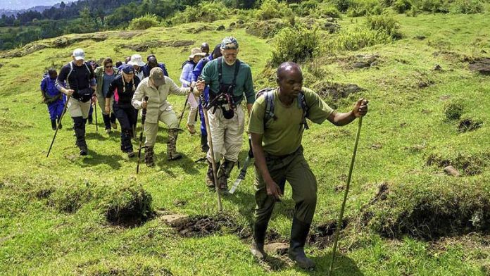 Rwanda Car Hire: Your Self-Drive Guide to Nyungwe Forest